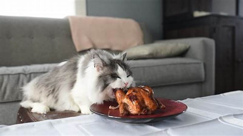 Delicious Homemade Chicken Recipes for Your Feline Friend | Cafe Impact