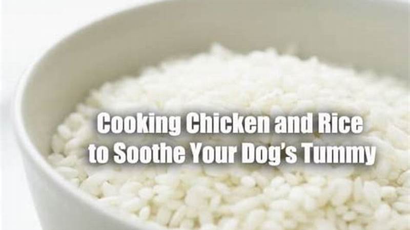 Simple and Healthy Rice Recipes for Your Dog | Cafe Impact